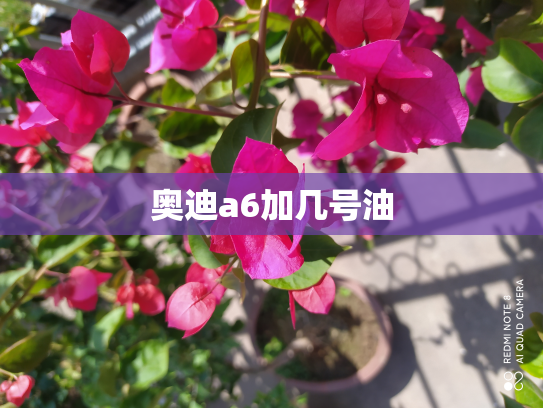 奥迪a6加几号油