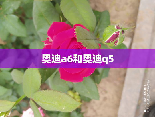 奥迪a6和奥迪q5