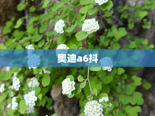 奥迪a6抖
