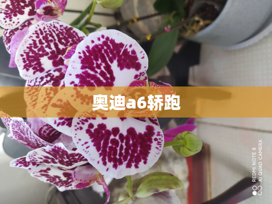 奥迪a6轿跑