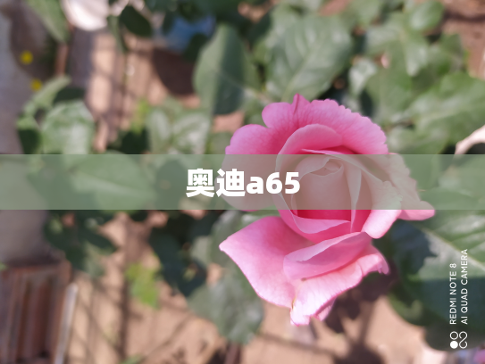 奥迪a65
