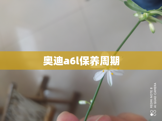 奥迪a6l保养周期