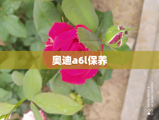 奥迪a6l保养