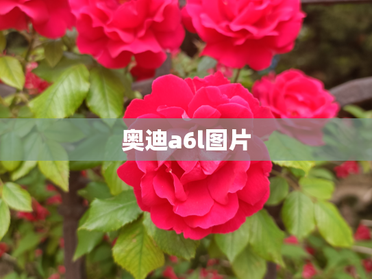 奥迪a6l图片