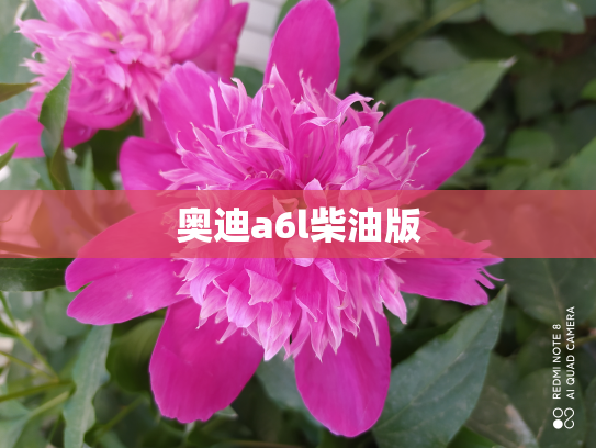 奥迪a6l柴油版