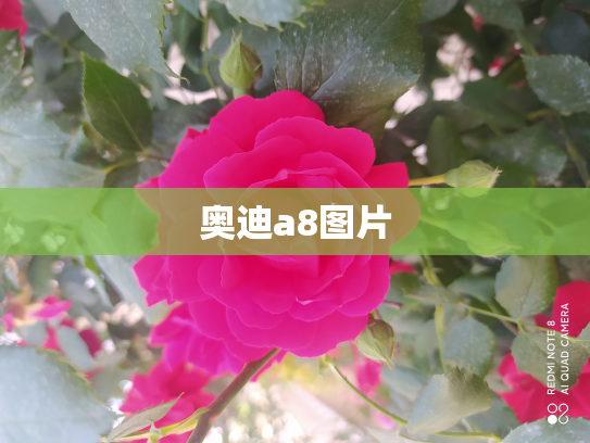 奥迪a8图片