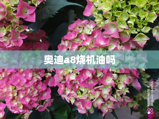 奥迪a8烧机油吗