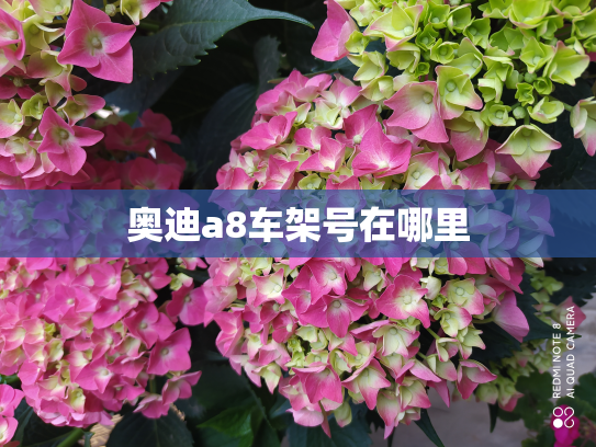 奥迪a8车架号在哪里