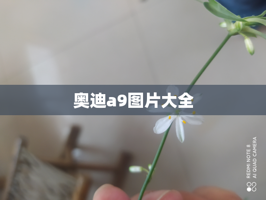 奥迪a9图片大全