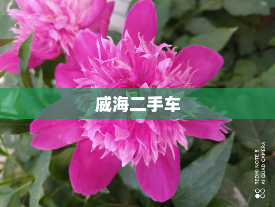 威海二手车