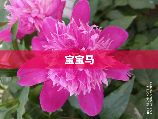 宝宝马