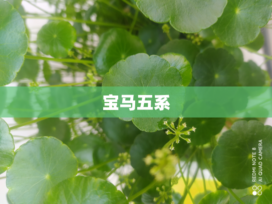 宝马五系