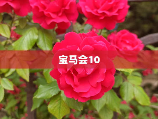宝马会10