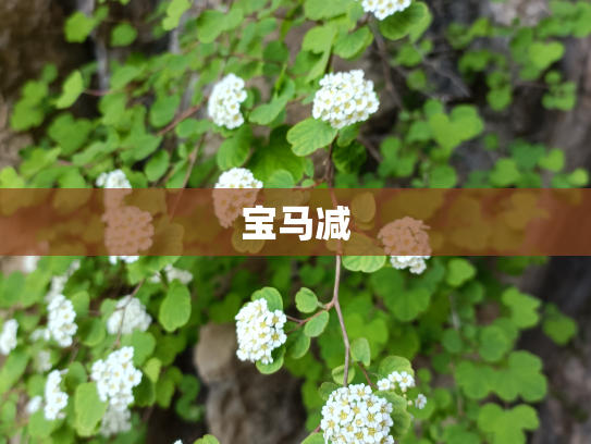 宝马减