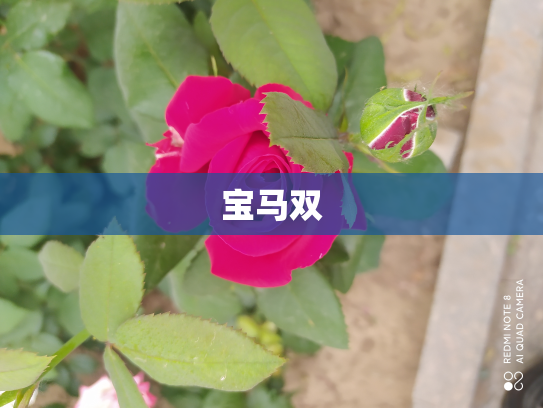 宝马双