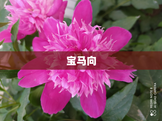 宝马向