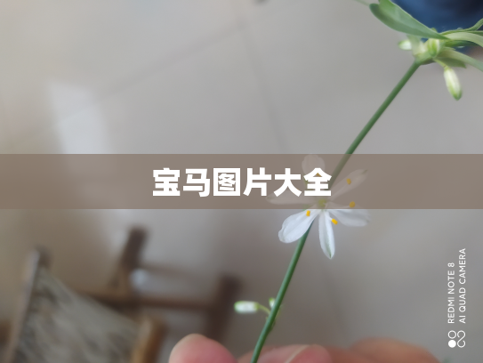 宝马图片大全