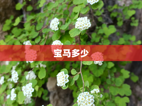 宝马多少