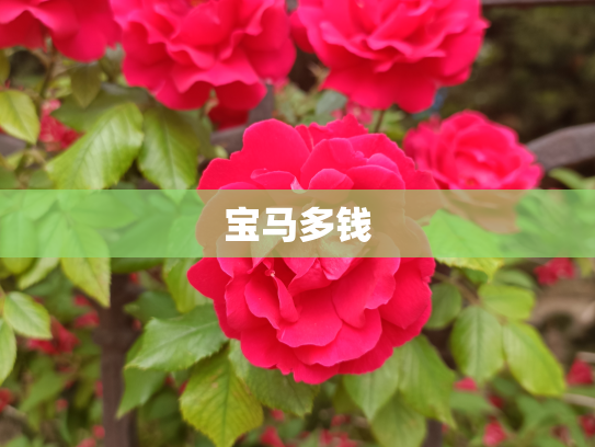 宝马多钱