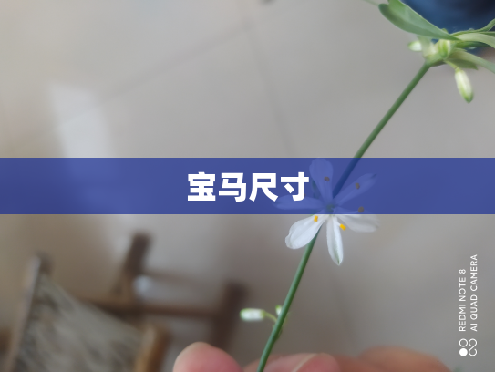 宝马尺寸