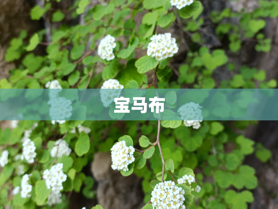 宝马布