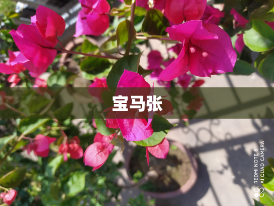 宝马张