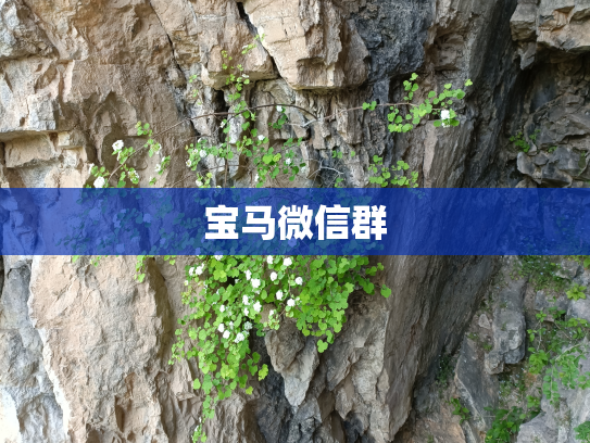 宝马微信群