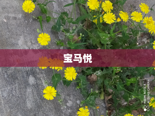 宝马悦