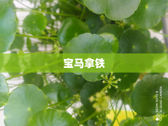 宝马拿铁