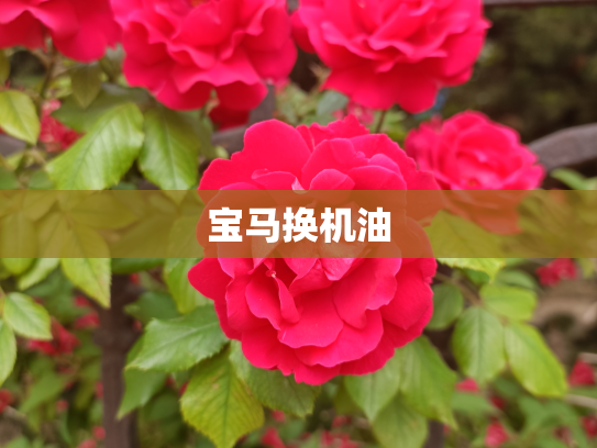 宝马换机油
