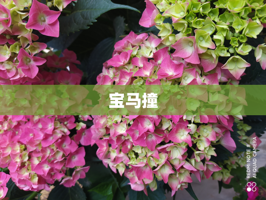 宝马撞