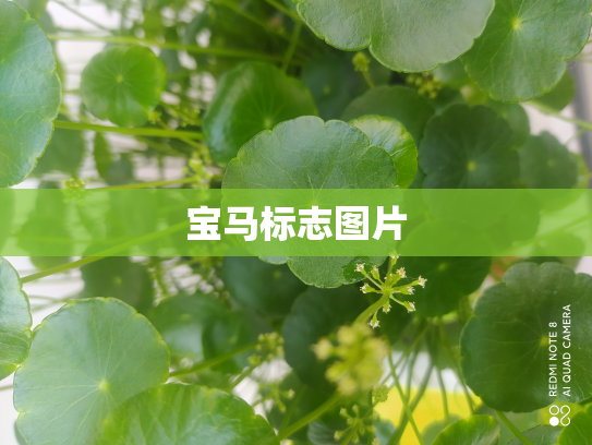 宝马标志图片