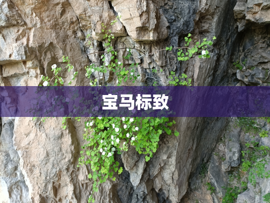 宝马标致
