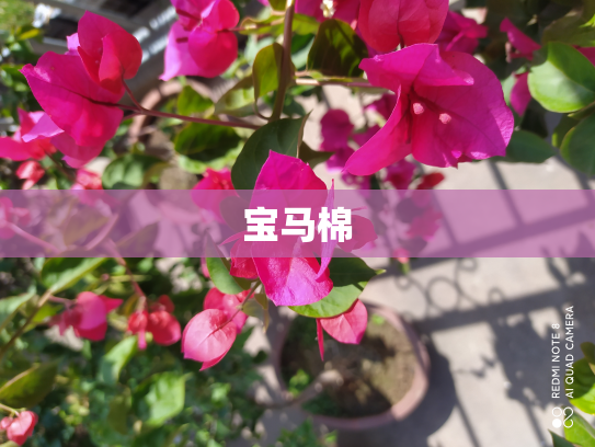 宝马棉