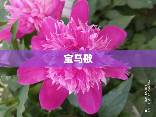 宝马歌