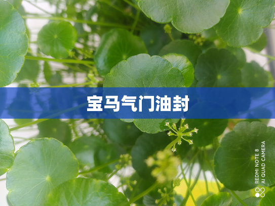 宝马气门油封