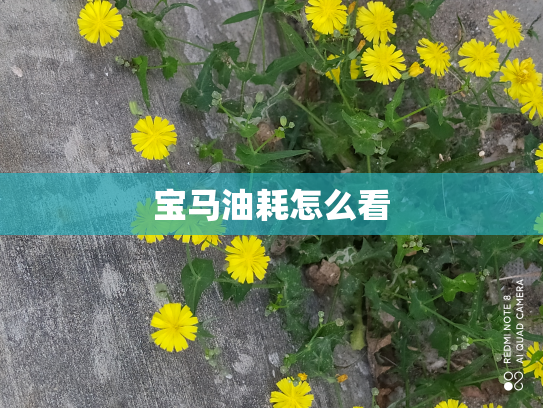 宝马油耗怎么看