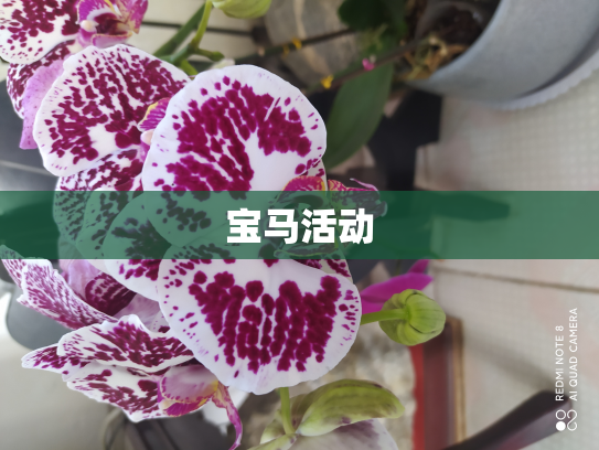 宝马活动