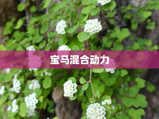 宝马混合动力