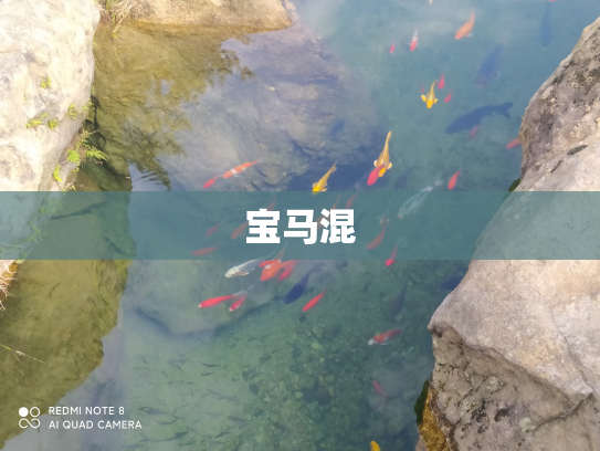 宝马混