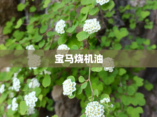 宝马烧机油