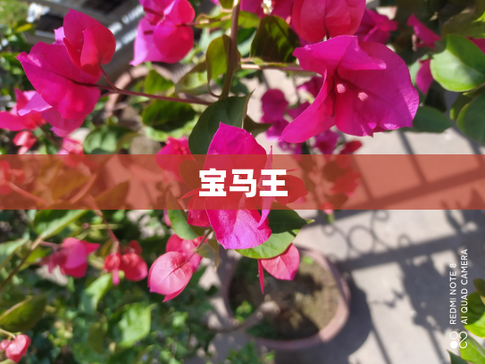 宝马王