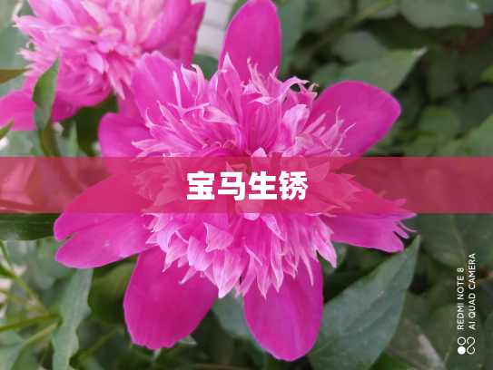 宝马生锈