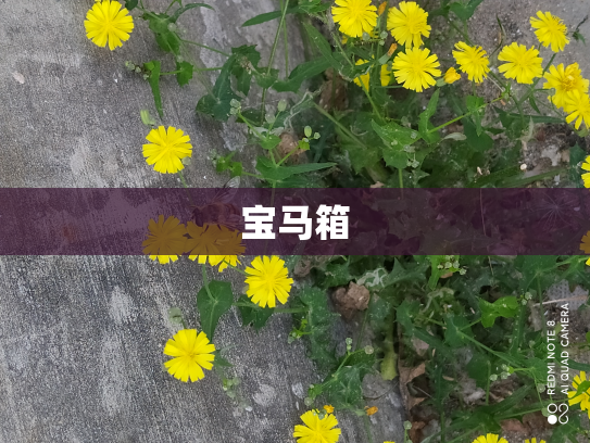 宝马箱