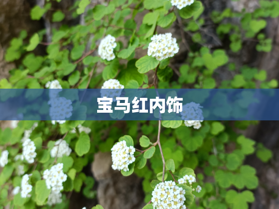 宝马红内饰