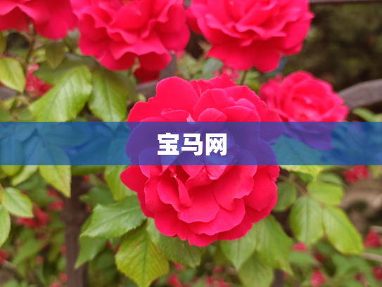 宝马网