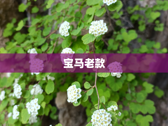 宝马老款