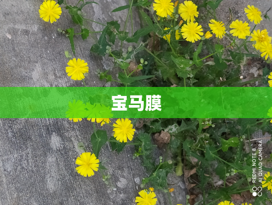宝马膜