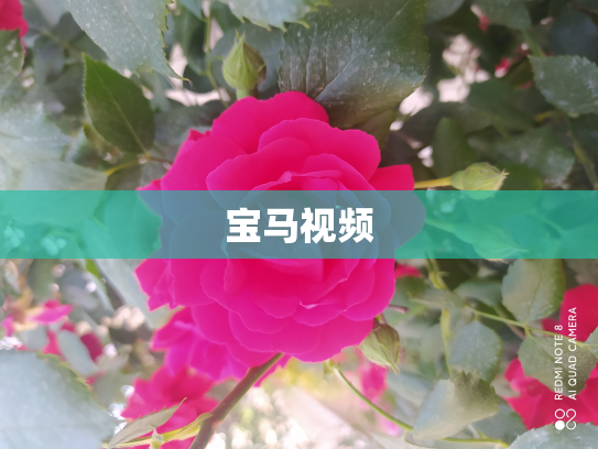 宝马视频