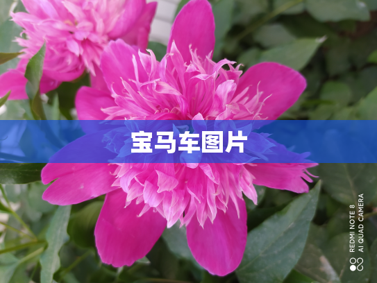 宝马车图片